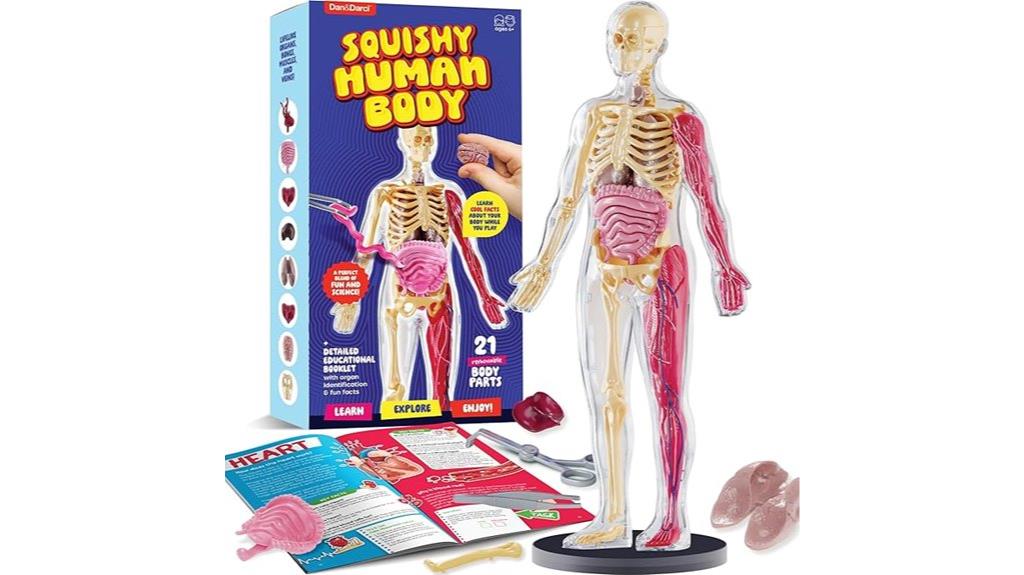 educational squishy body model