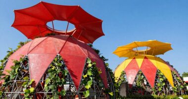 top climbing dome canopies